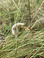 Pterostylis coccina