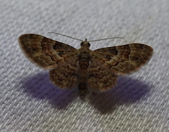 Chloroclystis mniochroa