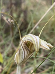 Pterostylis coccina
