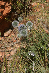 Echinops spinosissimus
