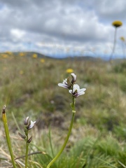 Prasophyllum suttonii