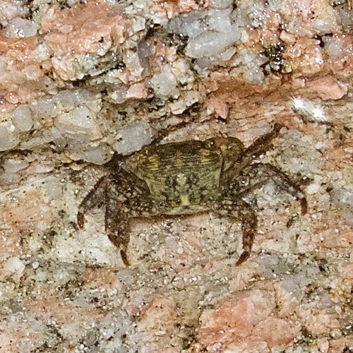 Pachygrapsus socius