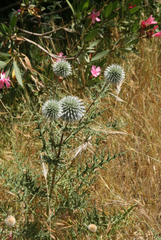 Echinops spinosissimus