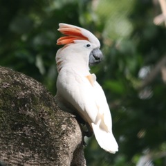 Cacatua moluccensis