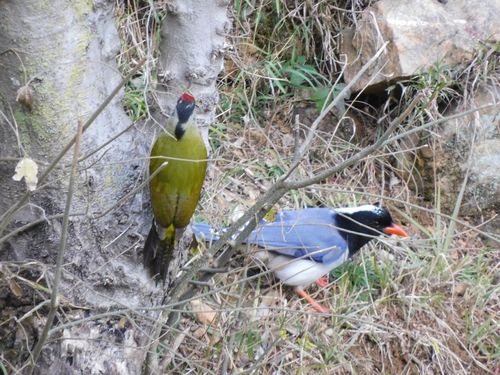Red-billed Blue Magpie (Urocissa erythroryncha), photo 7