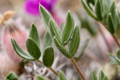 Oxytropis multiceps