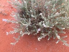 Dicrastylis lewellinii
