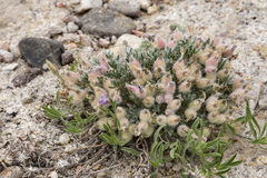 Oxytropis multiceps