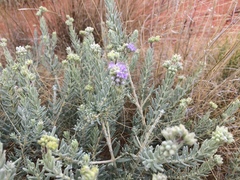 Dicrastylis lewellinii