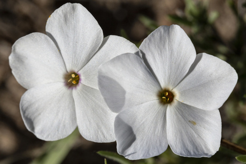 prairie phlox (Phlox andicola)