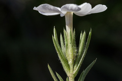 Phlox andicola