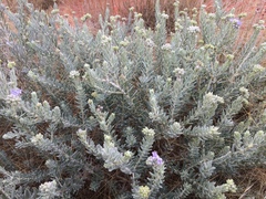 Dicrastylis lewellinii