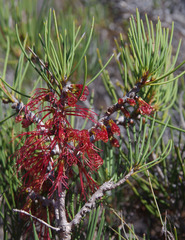 Melaleuca gracilis