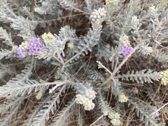 Dicrastylis lewellinii
