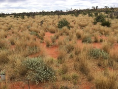 Dicrastylis lewellinii