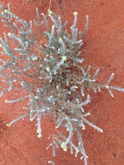 Dicrastylis lewellinii