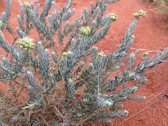 Dicrastylis lewellinii