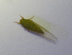 Guineapsaltria flava