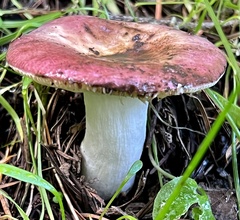 Russula murrillii