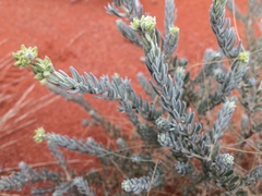 Dicrastylis lewellinii
