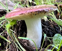 Russula murrillii
