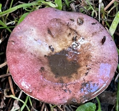Russula murrillii
