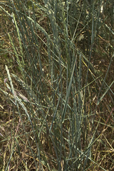 Thinopyrum intermedium intermedium