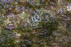 Rhizocarpon infernulum