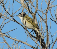 Vireo atricapilla