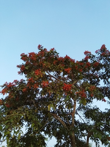 Terminalia paniculata (Terminalia paniculata)