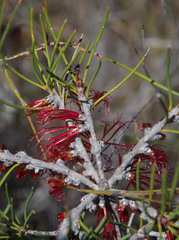 Melaleuca gracilis