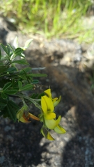 Crotalaria tanety image