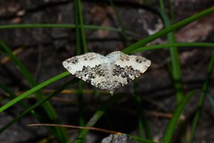 Chrysolarentia argocyma