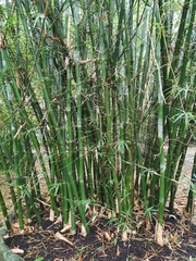 Bambusa utilis