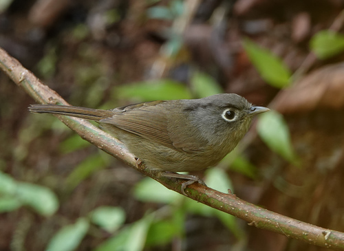 Nepal Fulvetta (Alcippe nipalensis), photo 3