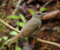 Cyornis unicolor
