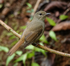 Cyornis unicolor