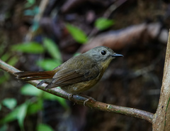Cyornis unicolor