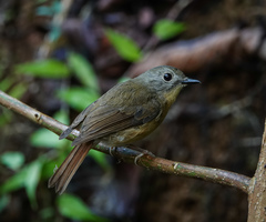 Cyornis unicolor