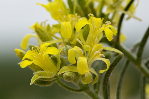 Physaria ludoviciana (Nutt.) O'Kane & Al-Shehbaz