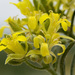 Physaria ludoviciana - Photo no hay derechos reservados, subido por Patrick Alexander