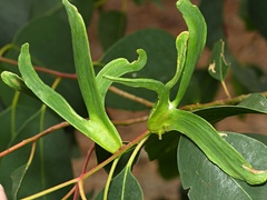 Apiomorpha munita