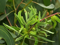 Apiomorpha munita