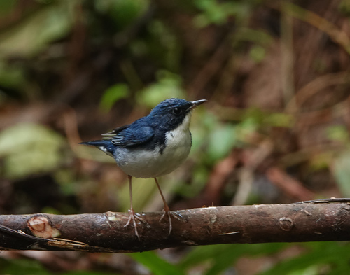 Ruiseñor azul (Larvivora cyane)