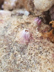 Striatobalanus amaryllis