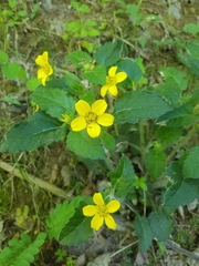 Chrysogonum