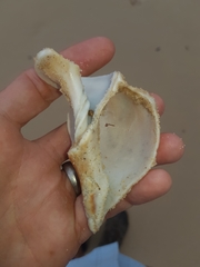 Australaria australasia