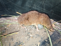 Myosorex varius