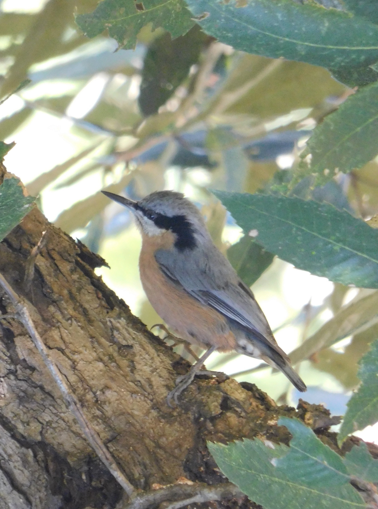 Chestnut-bellied Nuthatch