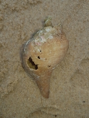 Australaria australasia